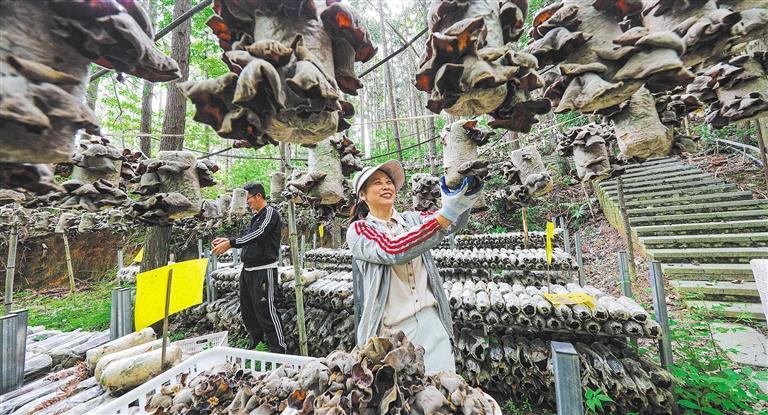 高质量发展产业调研】林下生金mg不朽情缘游戏网站登录【(图2)